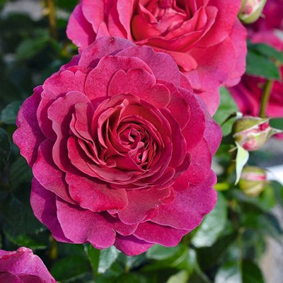 Rosa Timeless Purple Hybrid Tea Rose 4 Litre Pot Rose Bush