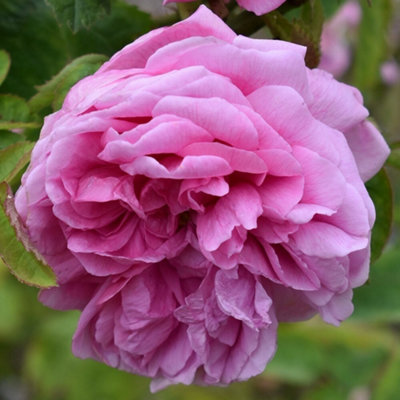 planting magic Black Magic Bachelor Button / Cornflower Seeds