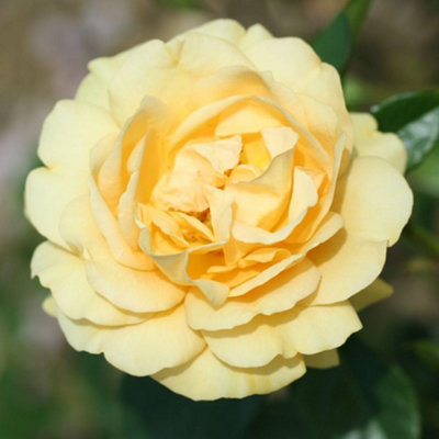 Rose Absolutely Fabulous Floribunda Golden Yellow Fragrant Repeat ...