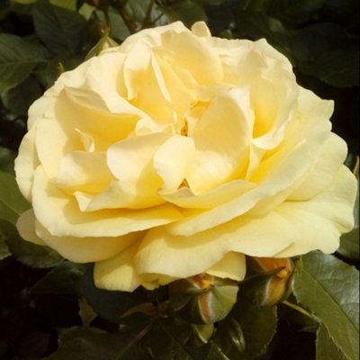 Rose Absolutely Fabulous Floribunda Golden Yellow Fragrant Repeat ...