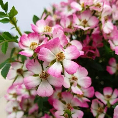Alpin Rose Cutie Pie