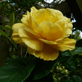 Rose Arthur Bell(Floribunda) 5L Potted Rose