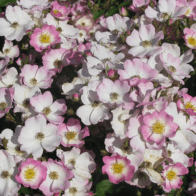 Rose Ballerina (Shrub) 5L Established Potted Rose