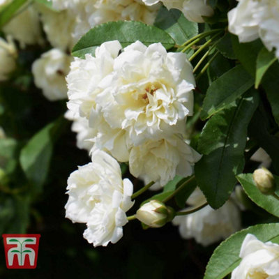 Rose Banksiae Alba Plena 3 Litre Potted Plant 80-100cm x 1