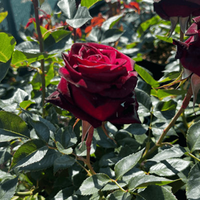 Rose Black Baccara (Hybrid Tea) 5L Potted Rose