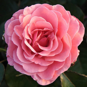 Rose Bush 'Amazing Grace' - Blousy Hybrid Tea Fragrant Rose Bush in 3 Litre Pot