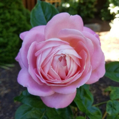 Rose Bush 'Amazing Grace' - Blousy Hybrid Tea Fragrant Rose Bush in 3 Litre Pot