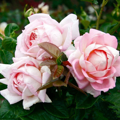 Rose Bush 'Amazing Grace' - Blousy Hybrid Tea Fragrant Rose Bush in 3 Litre Pot - 3