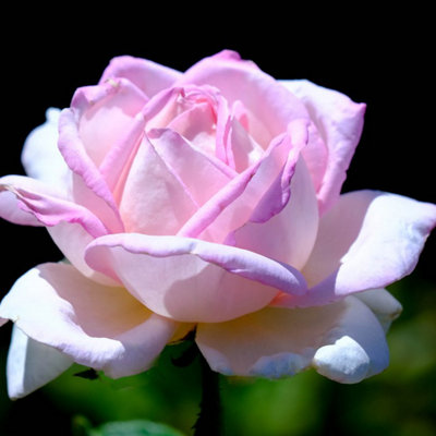Rose Bush 'Amazing Grace' - Blousy Hybrid Tea Fragrant Rose Bush in 3 Litre Pot - 4