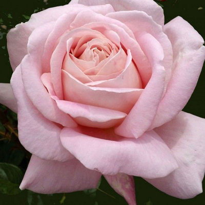 Rose Bush 'Amazing Grace' - Blousy Hybrid Tea Fragrant Rose Bush in 3 ...