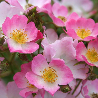 Rose Bush 'Ballerina' - Hybrid Musk Shrub Rose Bush in 3 Litre Pot