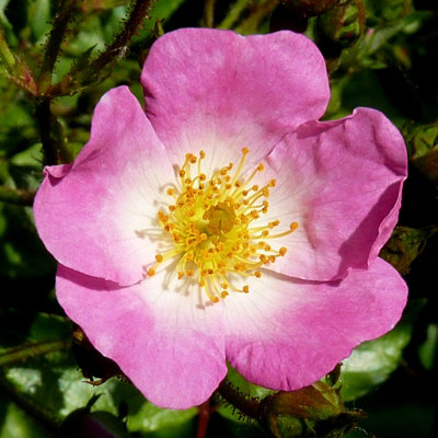 Rose Bush 'Ballerina' - Hybrid Musk Shrub Rose Bush in 3 Litre Pot - 3