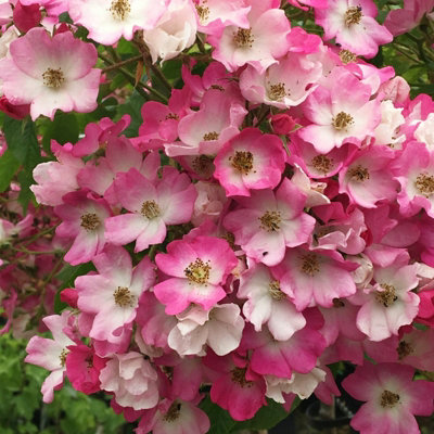 Rose Bush 'Ballerina' - Hybrid Musk Shrub Rose Bush in 3 Litre Pot - 4