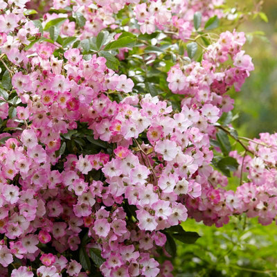 Rose Bush 'Ballerina' - Hybrid Musk Shrub Rose Bush in 3 Litre Pot - 5