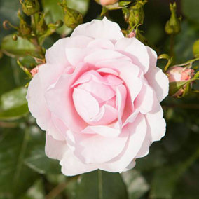 Rose Bush, Bare Root, Blush White Pale Pink Flowers, Shrub, Ready to Plant Rose Bush for UK Gardens