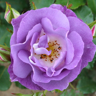 Rose Bush' Blue for You' in 3L Pot - Rare Lavender Blue Highly Fragrant Outdoor Floribunda Potted Rose Plant