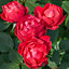 Rose Bush Cherry Bonica - Floribunda Rose Bush For The Garden In a 3 Litre Pot