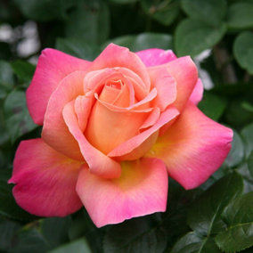 Rose Bush 'Chicago Peace' - Two-Toned Scented Rose Bush in 3 Litre Pot