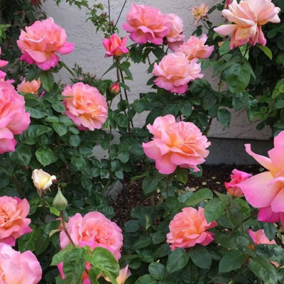 Rose Bush 'Chicago Peace' - Two-Toned Scented Rose Bush in 3 Litre Pot - 3