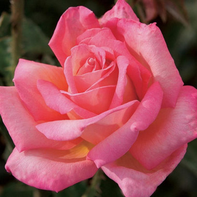 Rose Bush 'Chicago Peace' - Two-Toned Scented Rose Bush in 3 Litre Pot - 5