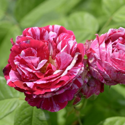 Rose Bush 'Ferdinand Pichard' - Two-Toned Scented Rose Bush in 3 Litre Pot - 3