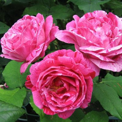 Rose Bush 'Ferdinand Pichard' - Two-Toned Scented Rose Bush in 3 Litre Pot - 4