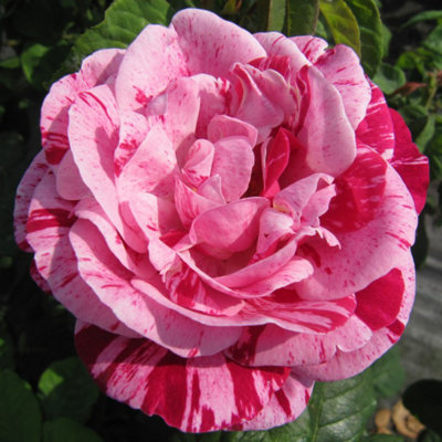 Rose Bush 'Ferdinand Pichard' - Two-Toned Scented Rose Bush in 3 Litre Pot - 5