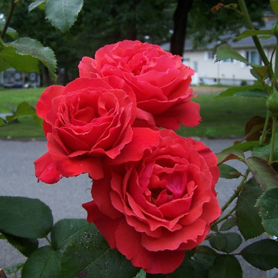 Rose Bush 'Fragrant Cloud' - Highly Scented Hybrid Tea Rose Bush in 3 Litre Pot - 3