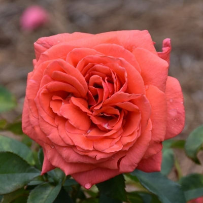 Rose Bush 'Fragrant Cloud' - Highly Scented Hybrid Tea Rose Bush in 3 Litre Pot - 4