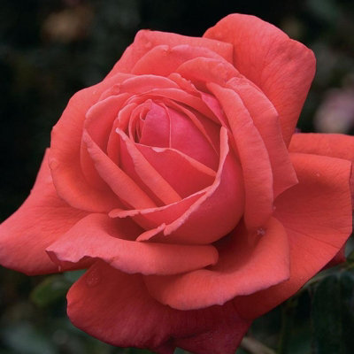 Rose Bush 'Fragrant Cloud' - Highly Scented Hybrid Tea Rose Bush in 3 Litre Pot - 5