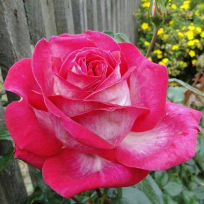 Rose Bush 'Gaujard' - Double Petalled Hybrid Tea Rose Bush in 3 Litre Pot