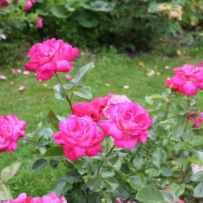 Rose Bush 'Gaujard' - Double Petalled Hybrid Tea Rose Bush in 3 Litre Pot - 3