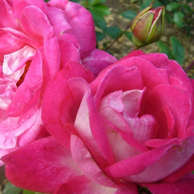 Rose Bush 'Gaujard' - Double Petalled Hybrid Tea Rose Bush in 3 Litre Pot - 4