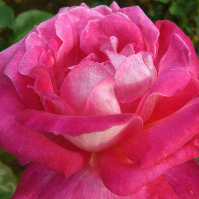Rose Bush 'Gaujard' - Double Petalled Hybrid Tea Rose Bush in 3 Litre Pot - 5