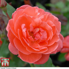 Rose 'Powder Pink' bare root bush