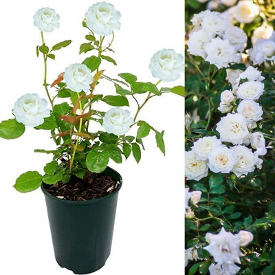 Rose Bush Ice Cream - Floribunda White Rose Bush for The Garden in a 3 Litre Pot (1 Plants)