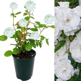 Rose Bush Iceberg - Floribunda White Hybrid Tea Rose in a 3L Pot
