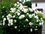 Rose Bush Iceberg - Floribunda White Hybrid Tea Rose in a 3L Pot
