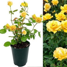 Rose Bush Keep Smiling - Floribunda Yellow Rose Bush for The Garden in a 3 Litre Pot