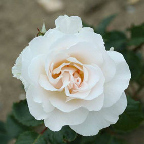 Rose Bush 'Margaret Merrill' in a 3L Pot , White Flowers, Ready to Plant Rose Bush for UK Gardens