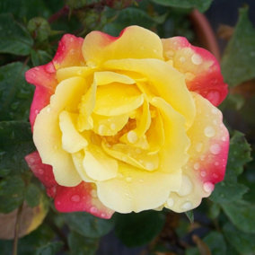 Rose Bush 'Masquerade' - Bi-Coloured Floribunda Scented Rose Bush in 3 Litre Pot