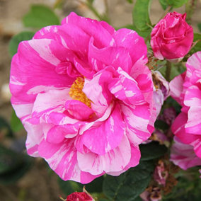 Rose Bush 'Mundi' - Bi-Coloured Semi Double Rose Bush in 3 Litre Pot