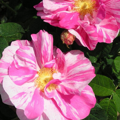 Rose Bush 'Mundi' - Bi-Coloured Semi Double Rose Bush in 3 Litre Pot - 3