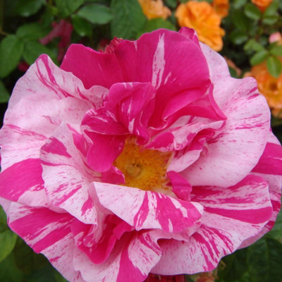 Rose Bush 'Mundi' - Bi-Coloured Semi Double Rose Bush in 3 Litre Pot - 4