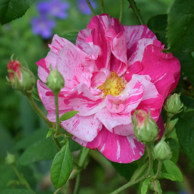 Rose Bush 'Mundi' - Bi-Coloured Semi Double Rose Bush in 3 Litre Pot - 5