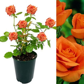 Rose Bush Orange Sensation - Floribunda Rose Bush For The Garden In 3 Litre Pot