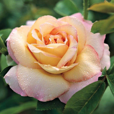 Rose Bush 'Peace' - Two-Toned Hybrid Tea Scented Rose Bush in 3 Litre Pot - 5