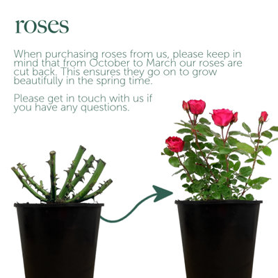 Rose Bush 'Peace' - Two-Toned Hybrid Tea Scented Rose Bush in 3 Litre Pot - 7