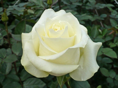 Rose Bush Polar Star - Floribunda White Hybrid Tea Rose in a 3L Pot