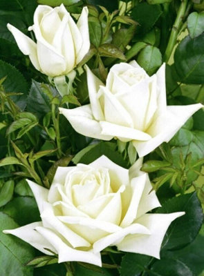 Rose Bush Polar Star - Floribunda White Hybrid Tea Rose in a 3L Pot - 3